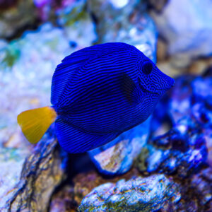 Purple Tang