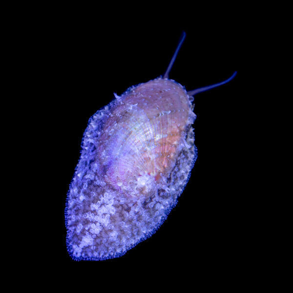 Reef Alchemy: Reef Snails - Image 4