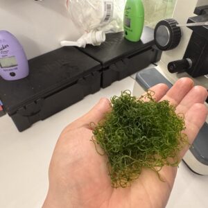 Reef Alchemy: Chaetomorpha linum