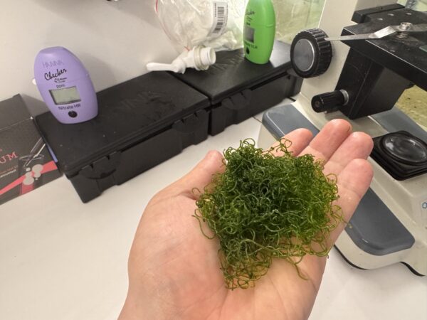Reef Alchemy: Chaetomorpha linum