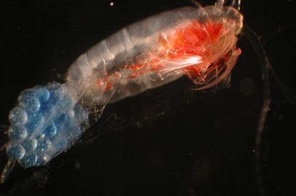 Reef Alchemy: Copepods - Image 2