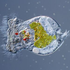 Reef Alchemy: Rotifers