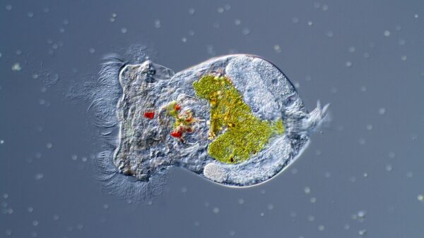 Reef Alchemy: Rotifers