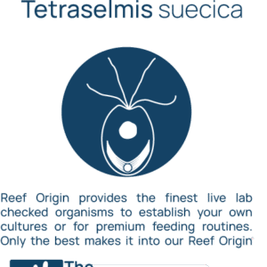 Reef Alchemy: Tetraselmis suecica