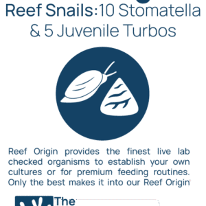 Reef Alchemy: Reef Snails