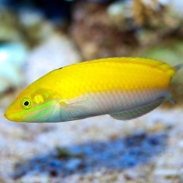 Silver Belly Wrasse