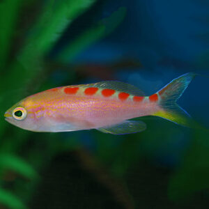 Saddleback Anthias