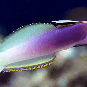 Helfrichi Firefish