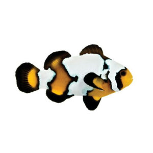 Black Ice Clownfish