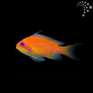 Wreck Fish- West Indian Ocean