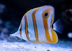 Copperband Butterfly
