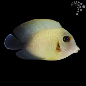 Half Black Mimic Tang