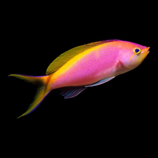 Bartlett's Anthias
