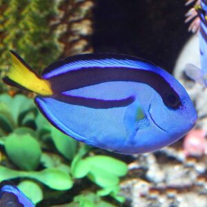 Regal Tang (S)