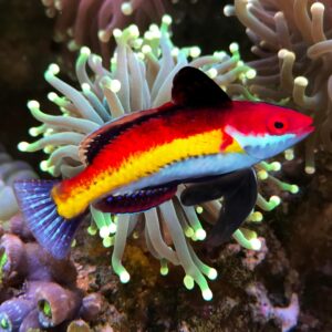 Naoko's Fairy Wrasse