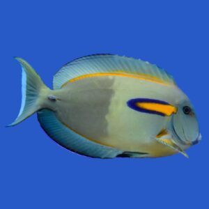 Orange Shoulder Tang (Juvenile)