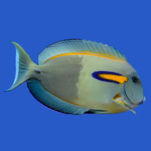 Orange Shoulder Tang (Juvenile)