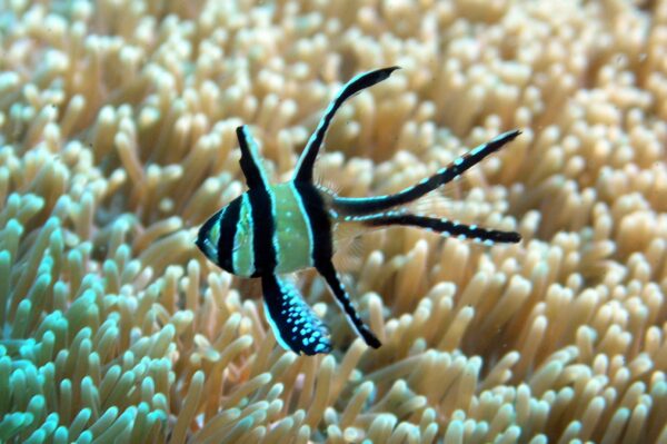 Bangaii Cardinalfish