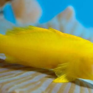 Okinawa Yellow Clown Goby