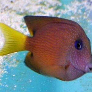 Blue Eye Kole Tang