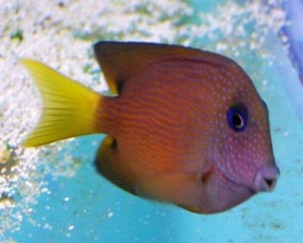 Blue Eye Kole Tang
