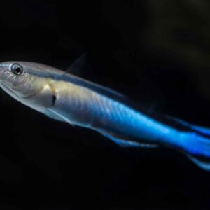 Bluestreak Cleaner Wrasse