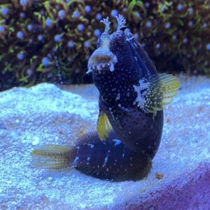 Starry Blenny