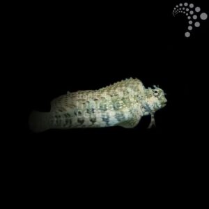 Lawnmower Blenny