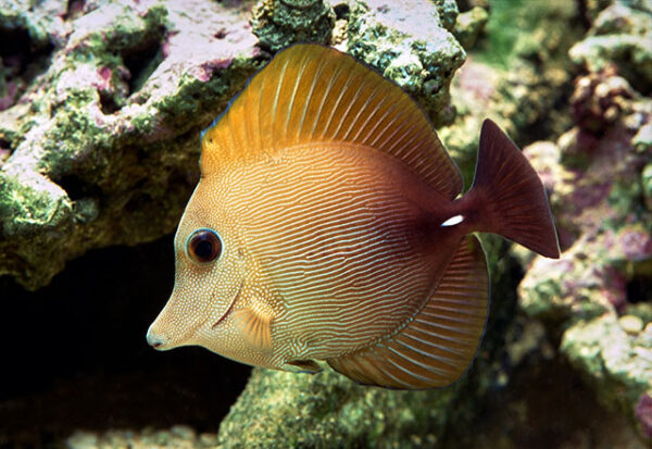 Scopas Tang