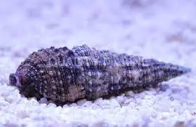 Cerith Snail