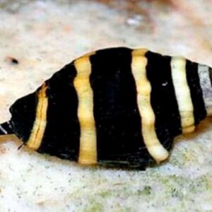 Bumblebee Snails