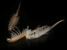 Live Brine Shrimp