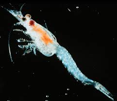 Live Mysis Shrimp